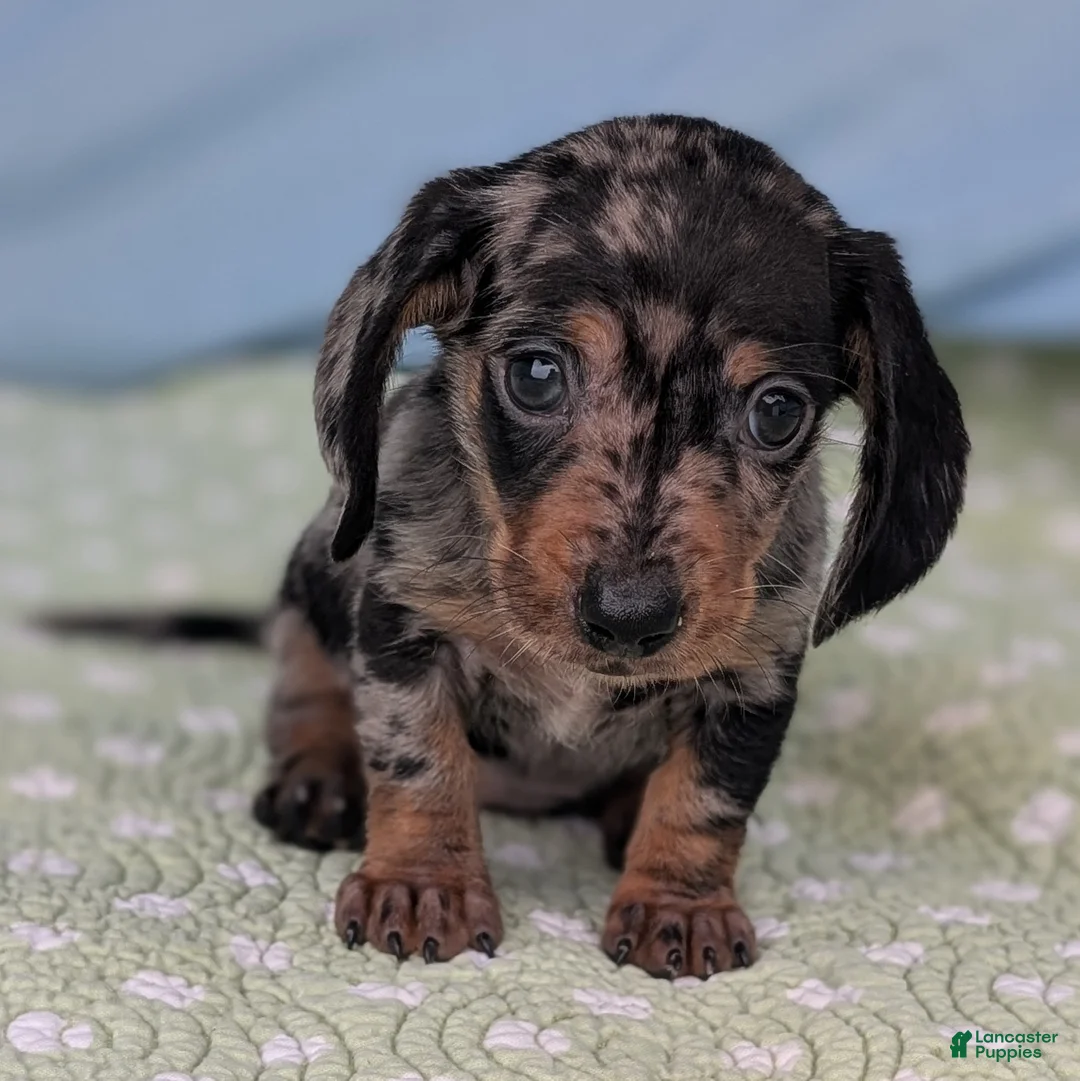Miniature Dachshund dogs for sale: Mosaic - Ad 1