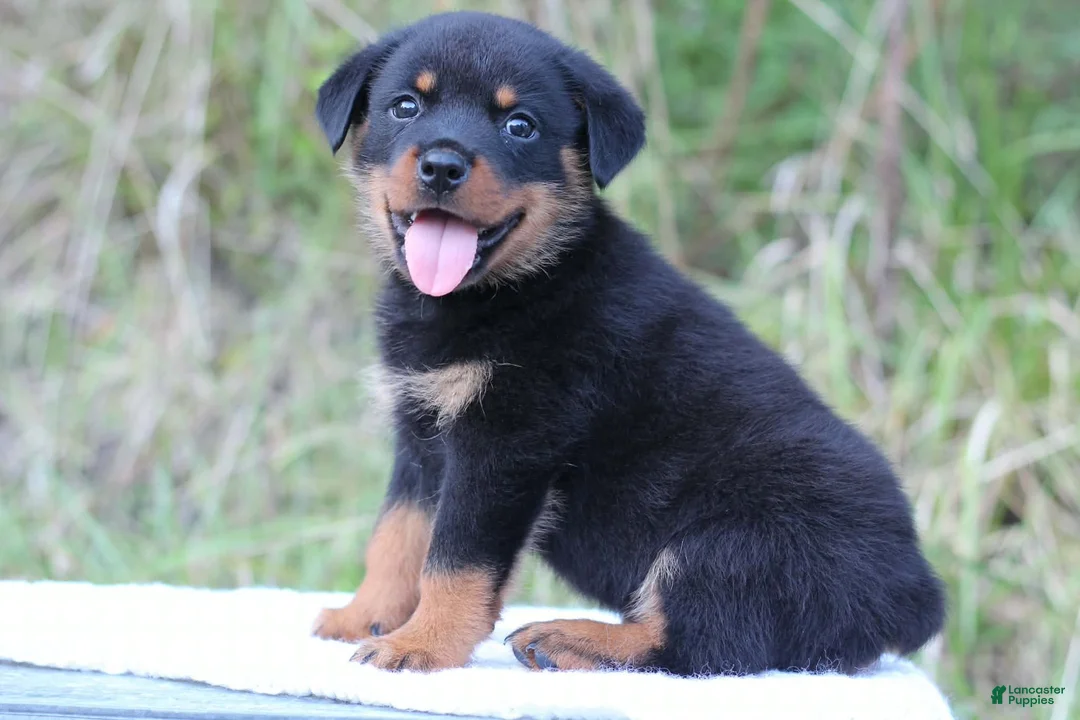 Rottweiler dogs for sale: Kobe - Ad 1