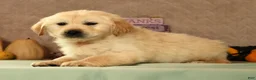 Golden Retriever dogs for sale: Simon - Ad 4