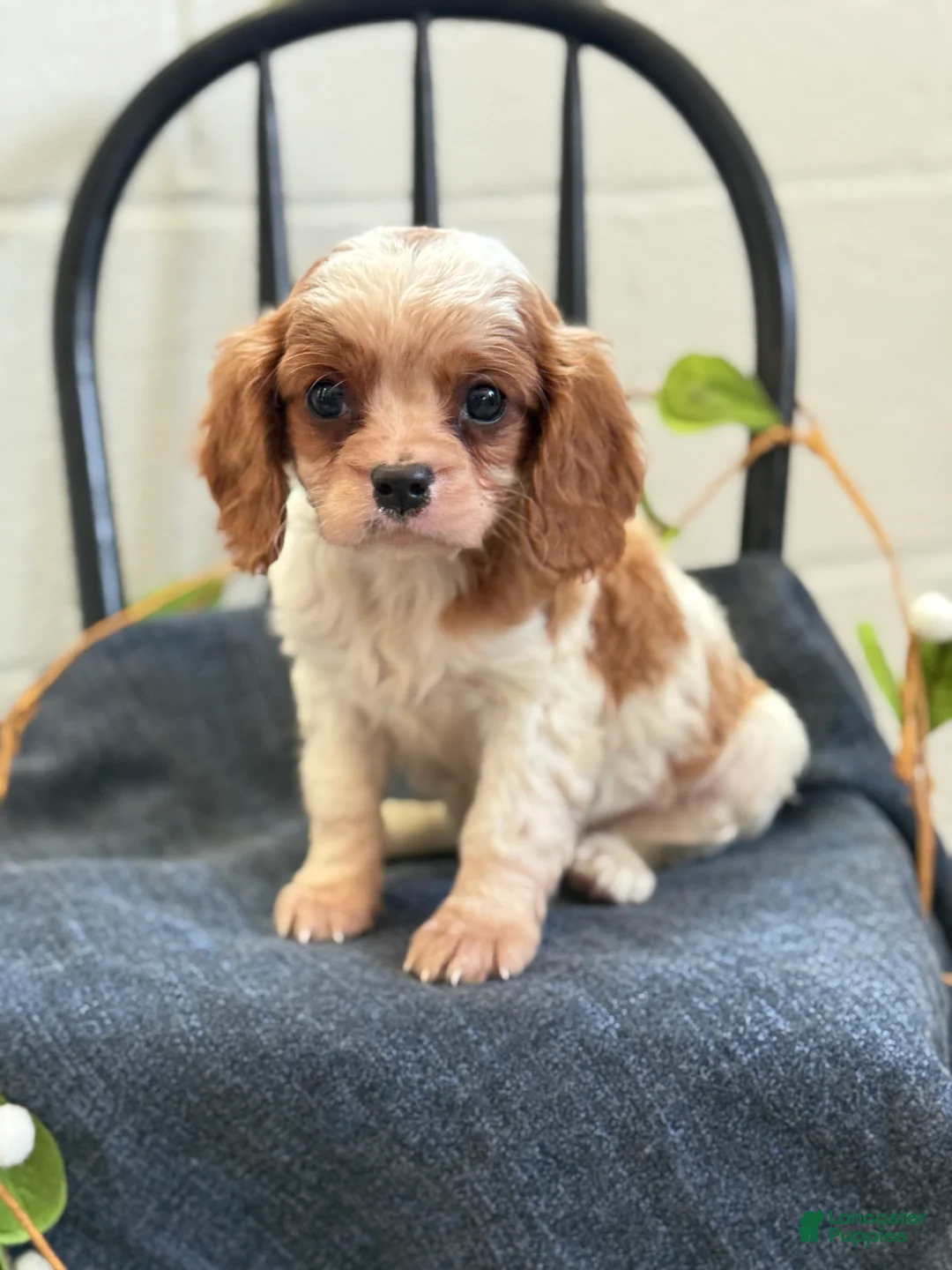 Cavalier King Charles Spaniel dogs for sale: Noble - Ad 1