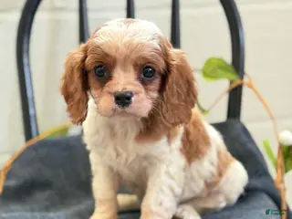 Cavalier King Charles Spaniel dogs for sale: Noble - Ad 2