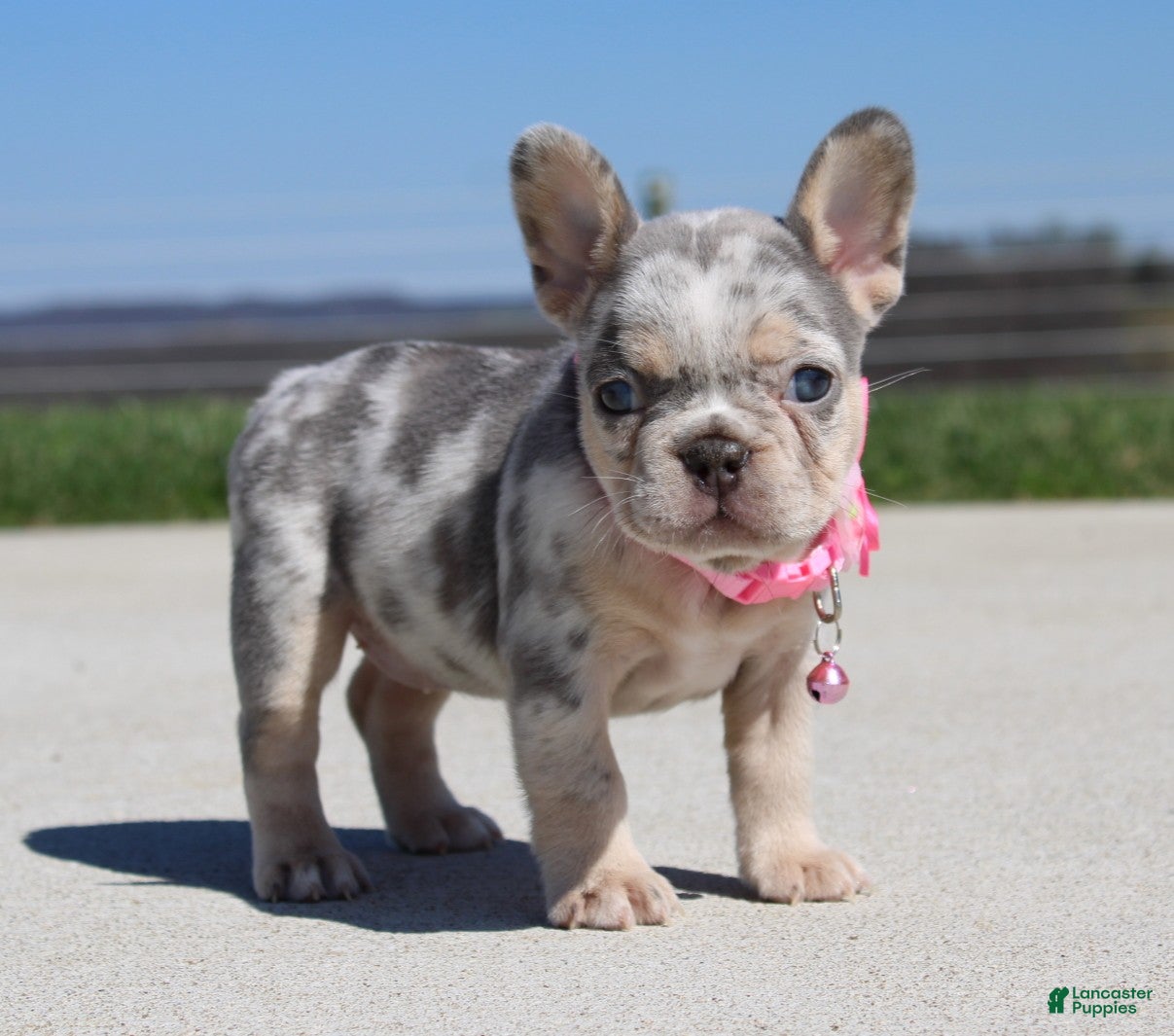 French Bulldog dogs Minty - Ad 2