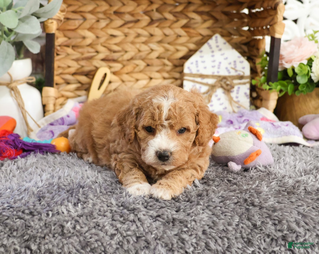 Mini Goldendoodle dogs for sale: Jade - Ad 4