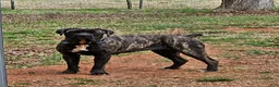 Cane Corso dogs for sale: Cane Corso Puppy 4 - Ad 2