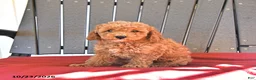 Miniature Poodle dogs for sale: Autumn - Ad 3