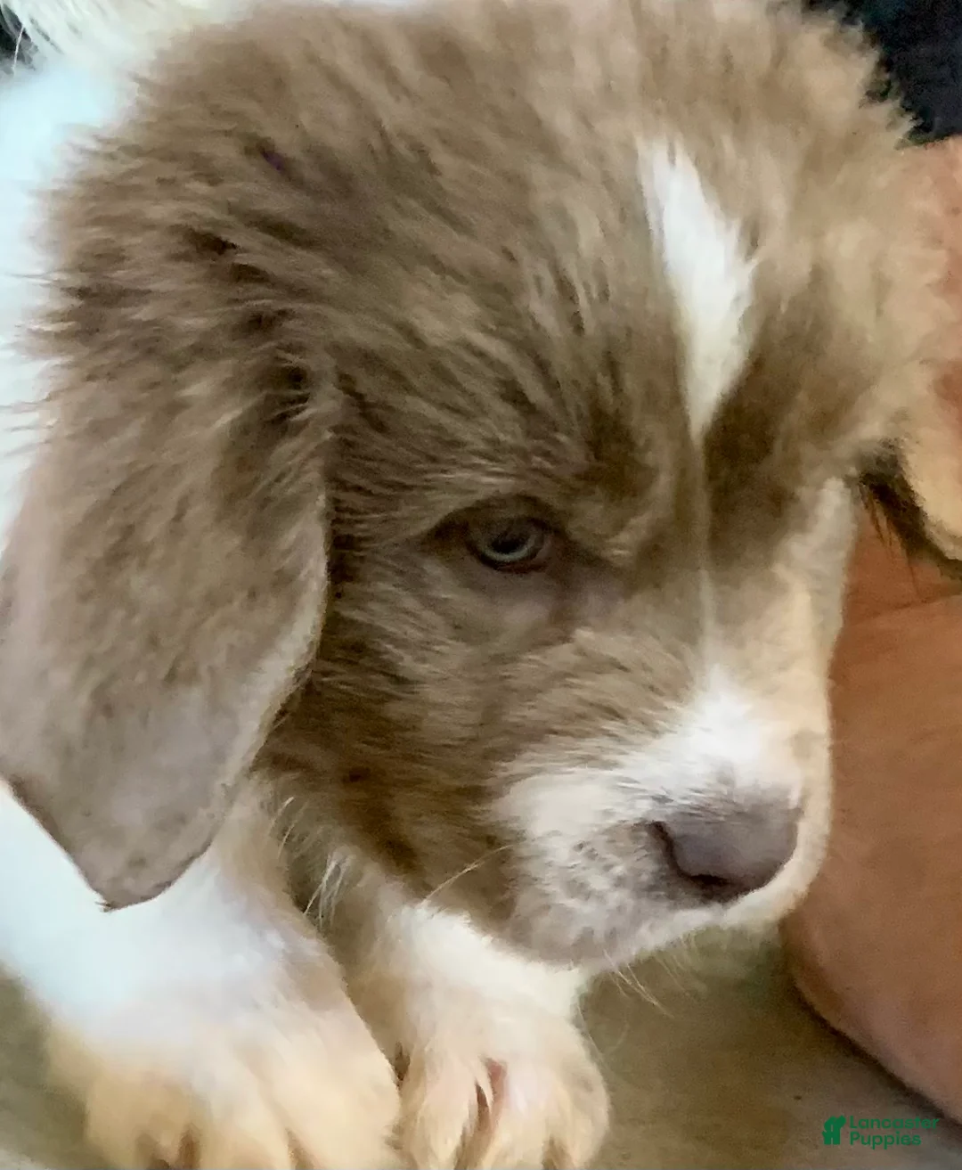 Newfoundland dogs for sale: Newfoundland Puppy yellow - Ad 2