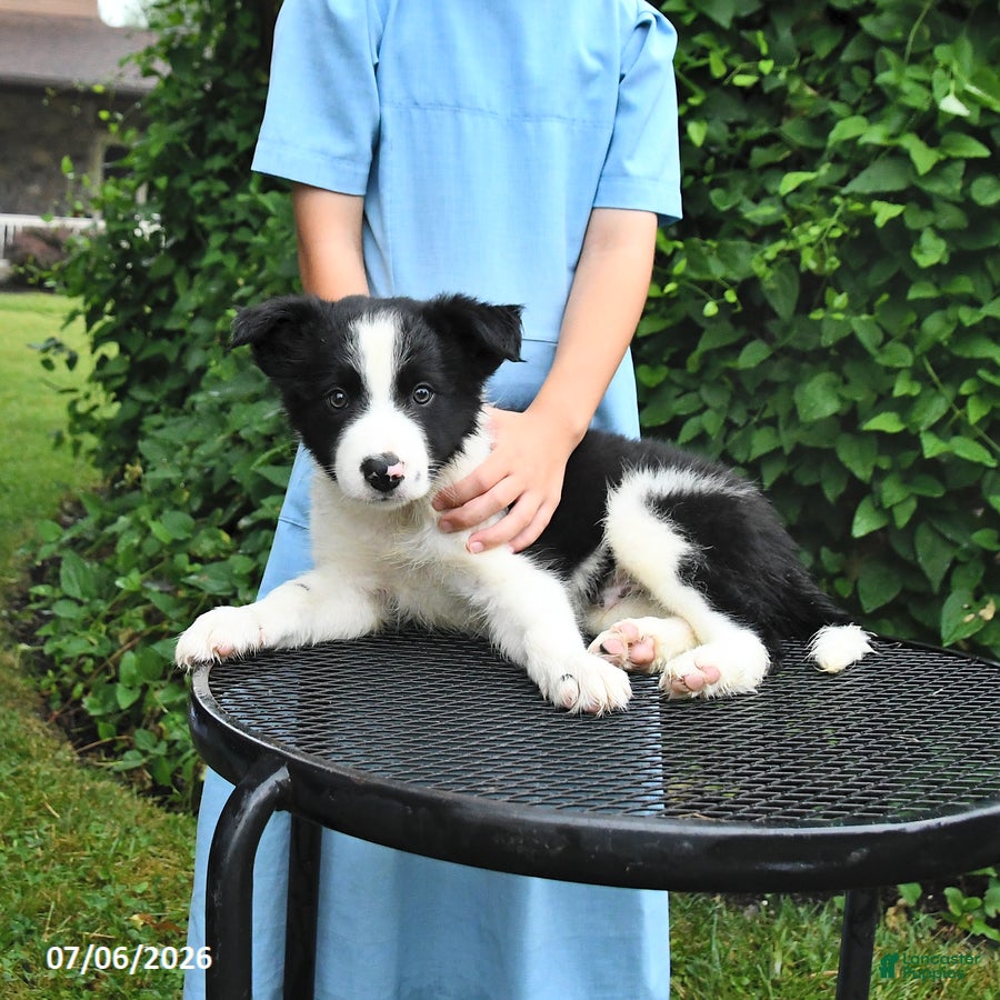 Border Collie dogs Patches - Ad 2