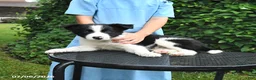 Border Collie dogs for sale: Patches - Ad 2
