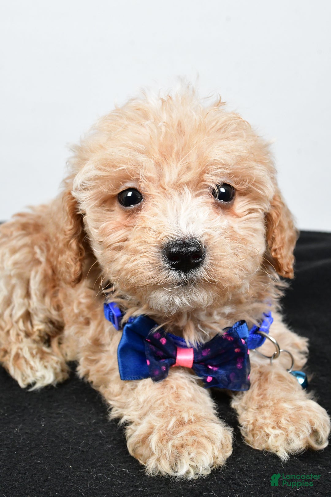 Maltipoo dogs for sale: Carter - Ad 5
