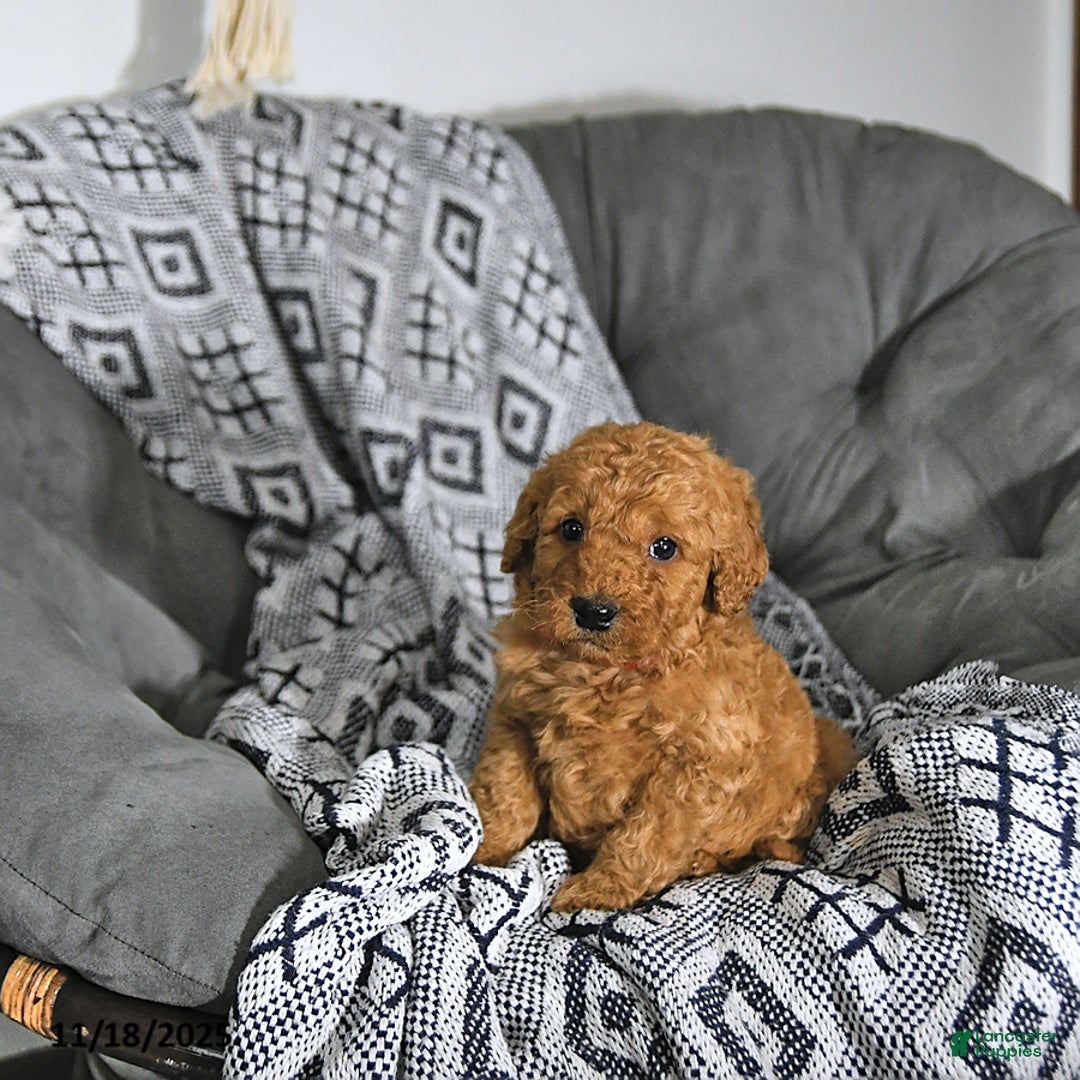 Mini Goldendoodle dogs for sale: Santa   - Ad 2