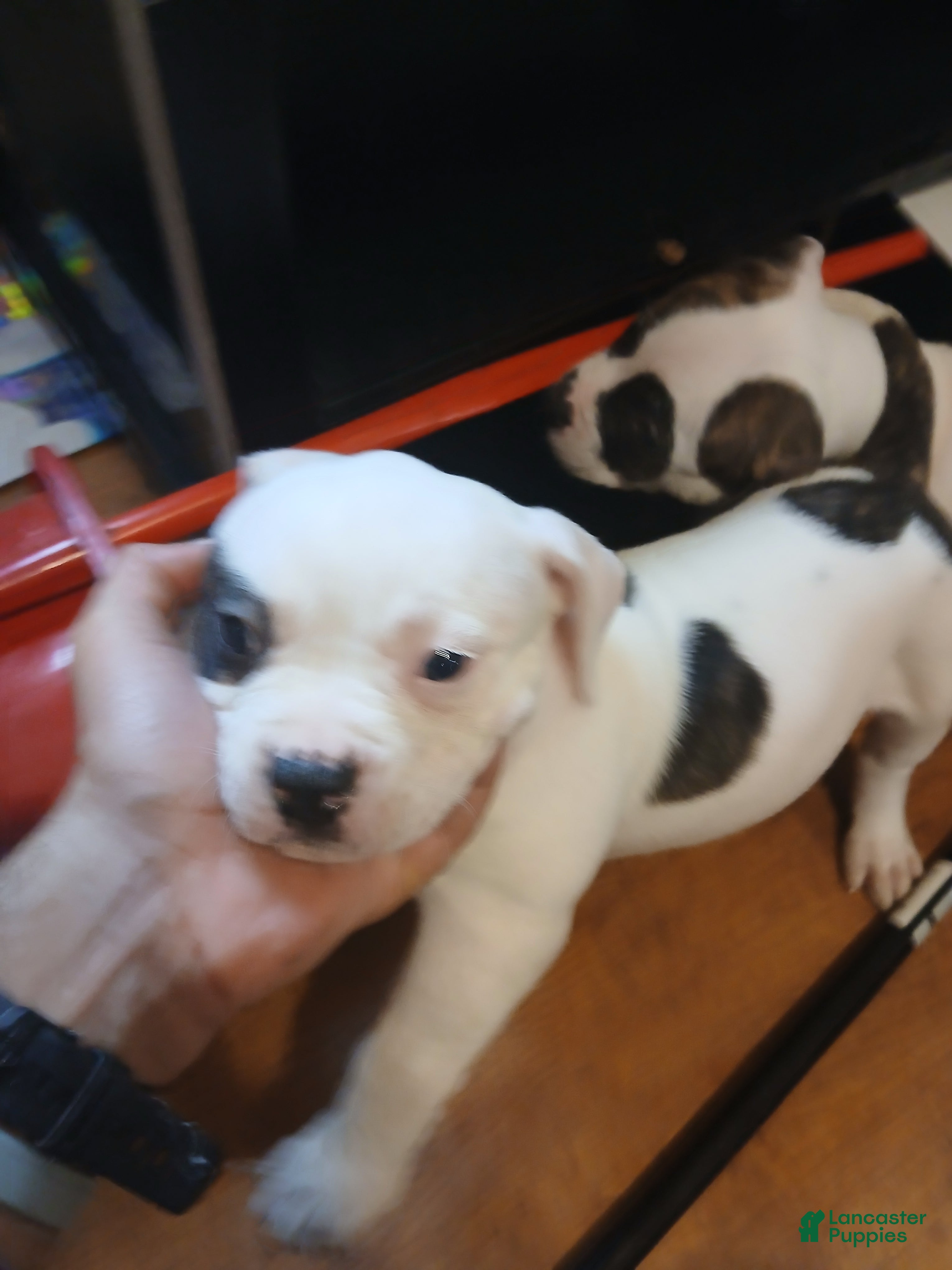 American Bulldog dogs Dot - Ad 2