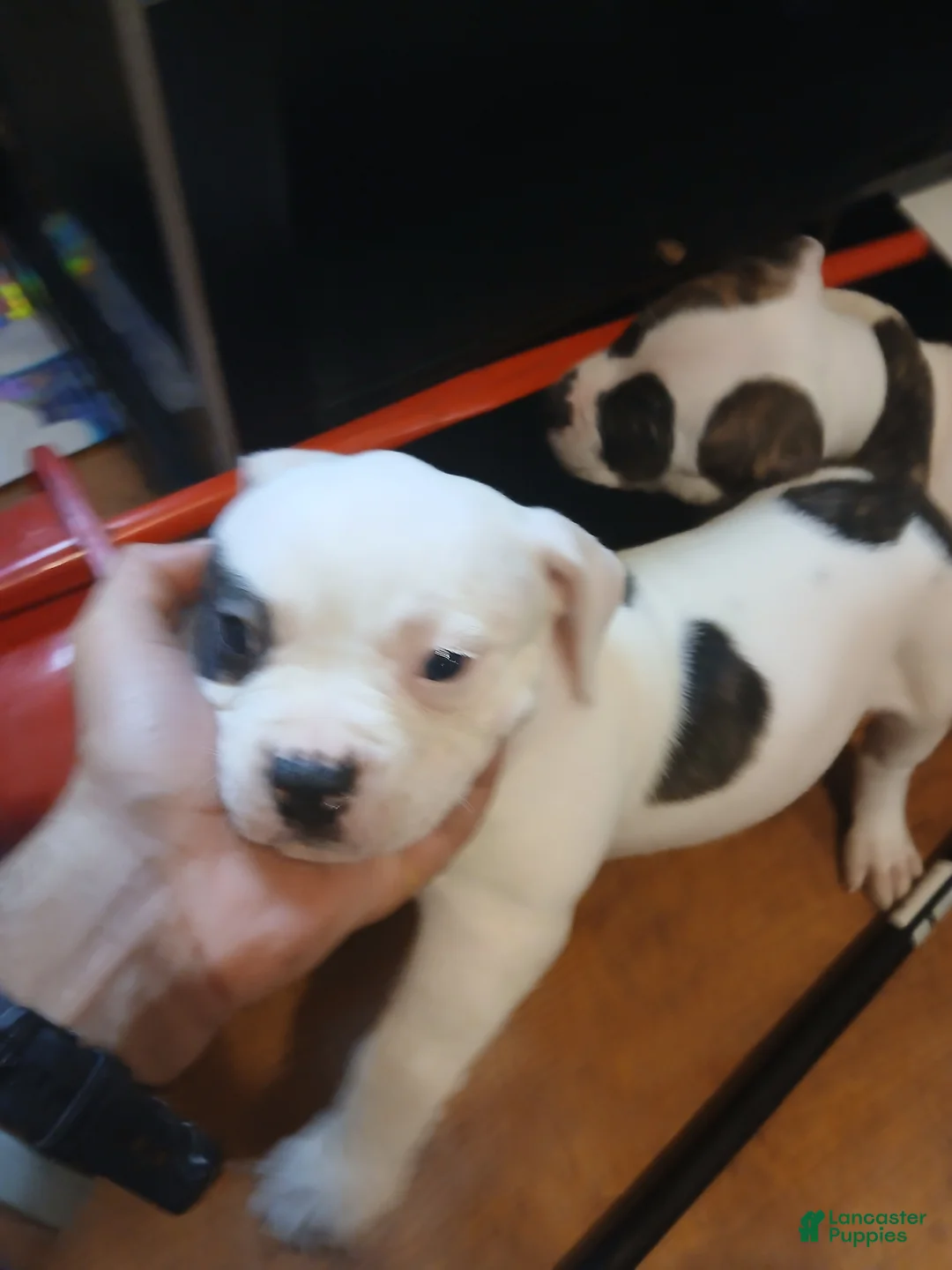 American Bulldog dogs for sale: Dot - Ad 1