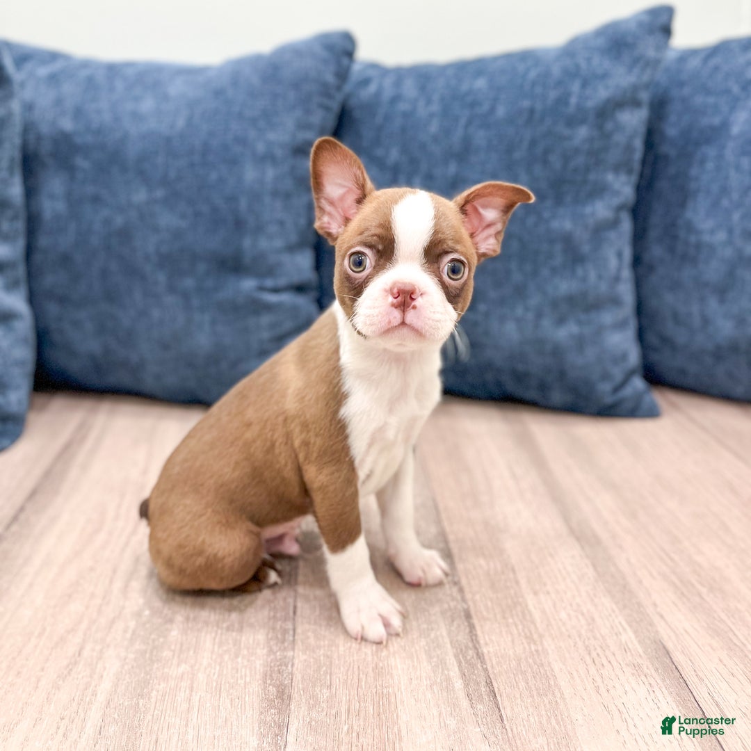 Boston Terrier dogs for sale: Banjo - Ad 7