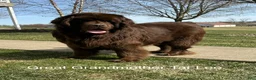 Newfoundland dogs for sale: “ Coco Chanel” OFA, CH, AKC - Ad 14