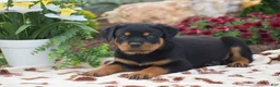 Rottweiler dogs for sale: Hudson - Ad 3