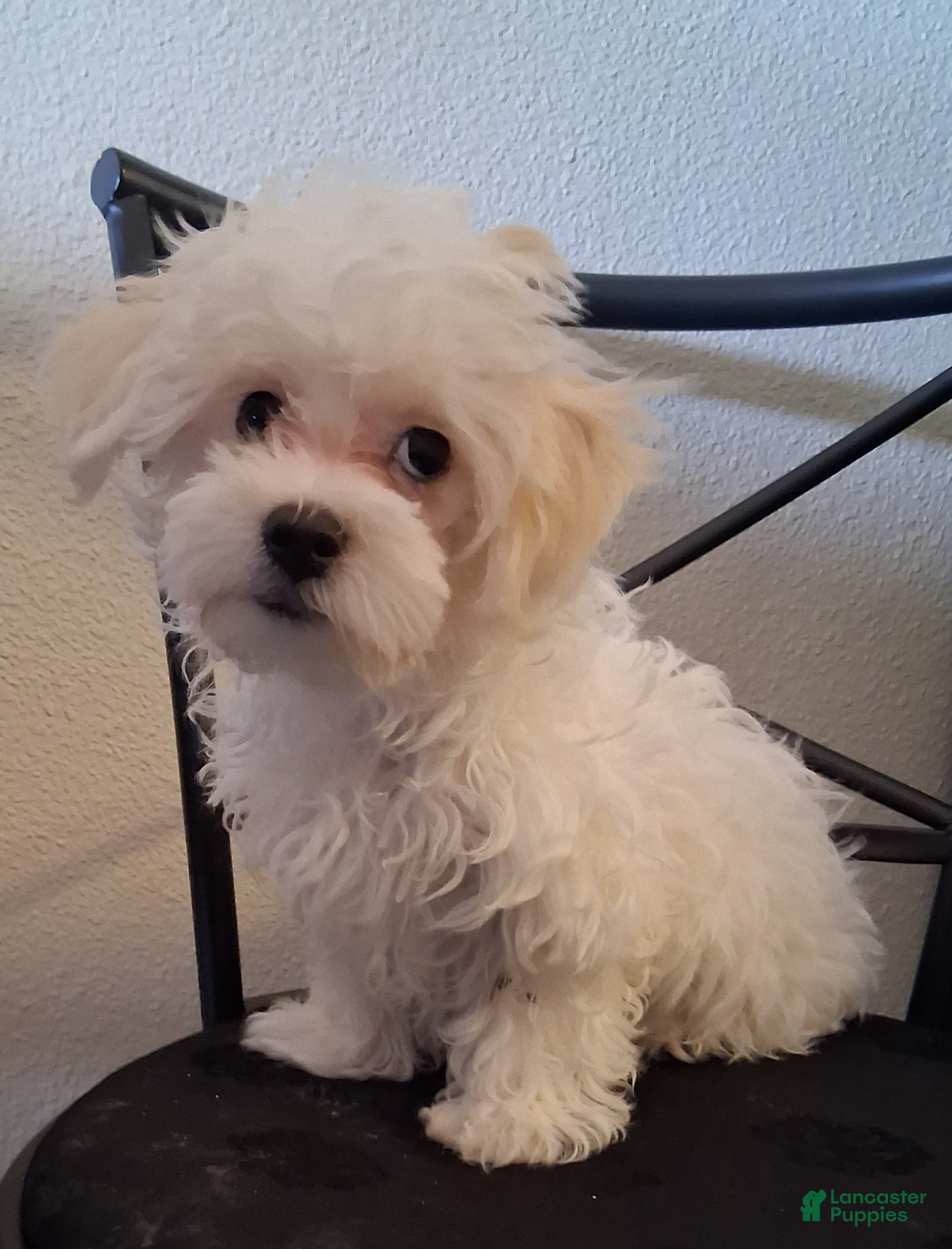 Maltipoo dogs Amos - Ad 2