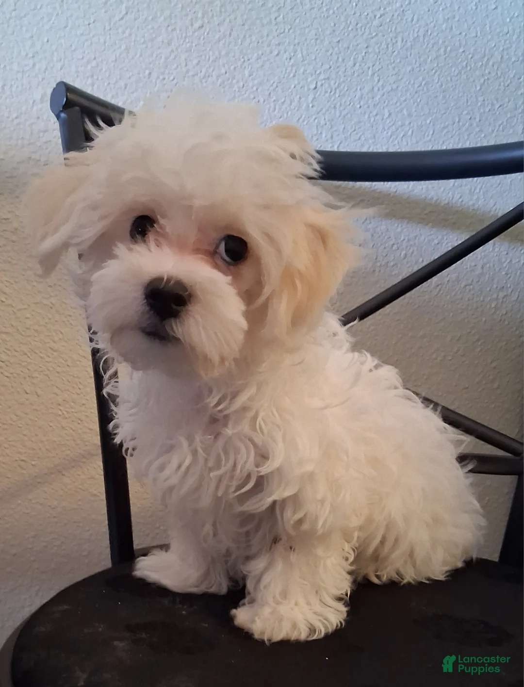 Maltipoo dogs for sale: Amos - Ad 2