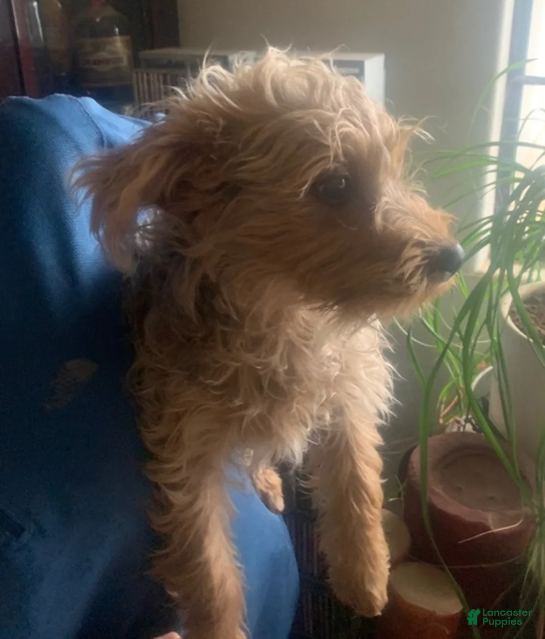 Yorkshire Terrier dogs for sale: Yorkshire Terrier Puppy *MERLE Male  - Ad 8