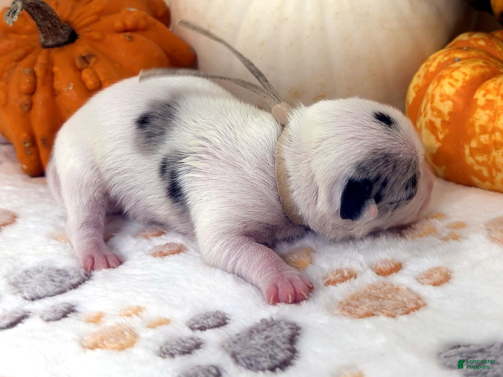 Chihuahua dogs for sale: Tan - Ad 2