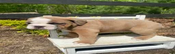 English Bulldog dogs for sale: Susie - Ad 11