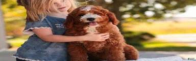 Blaise Cavapoo 