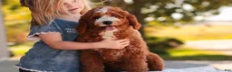 Cavapoo dogs for sale: Blaise Cavapoo  - Ad 1