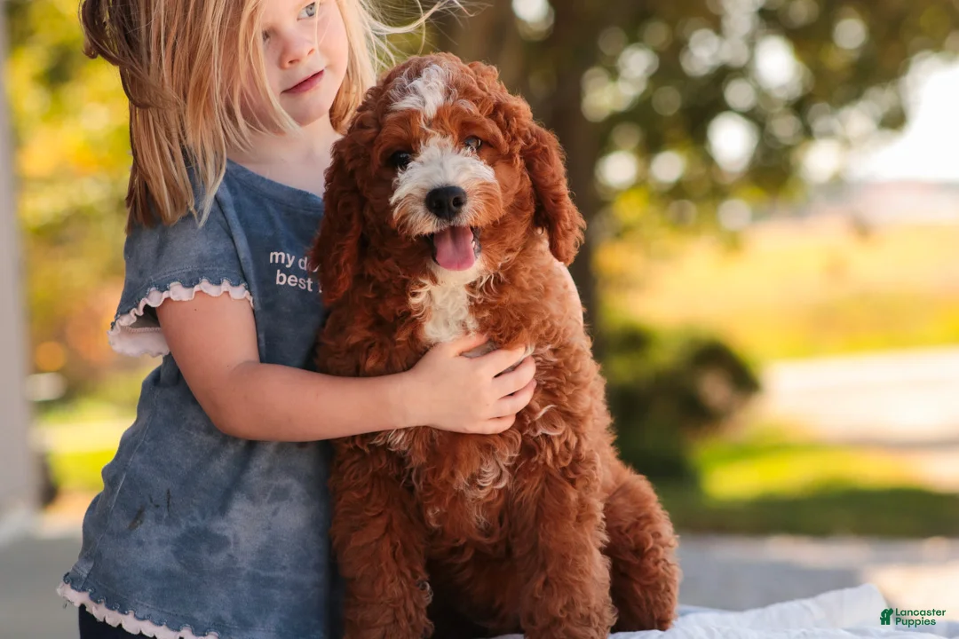 Cavapoo dogs for sale: Blaise Cavapoo  - Ad 1