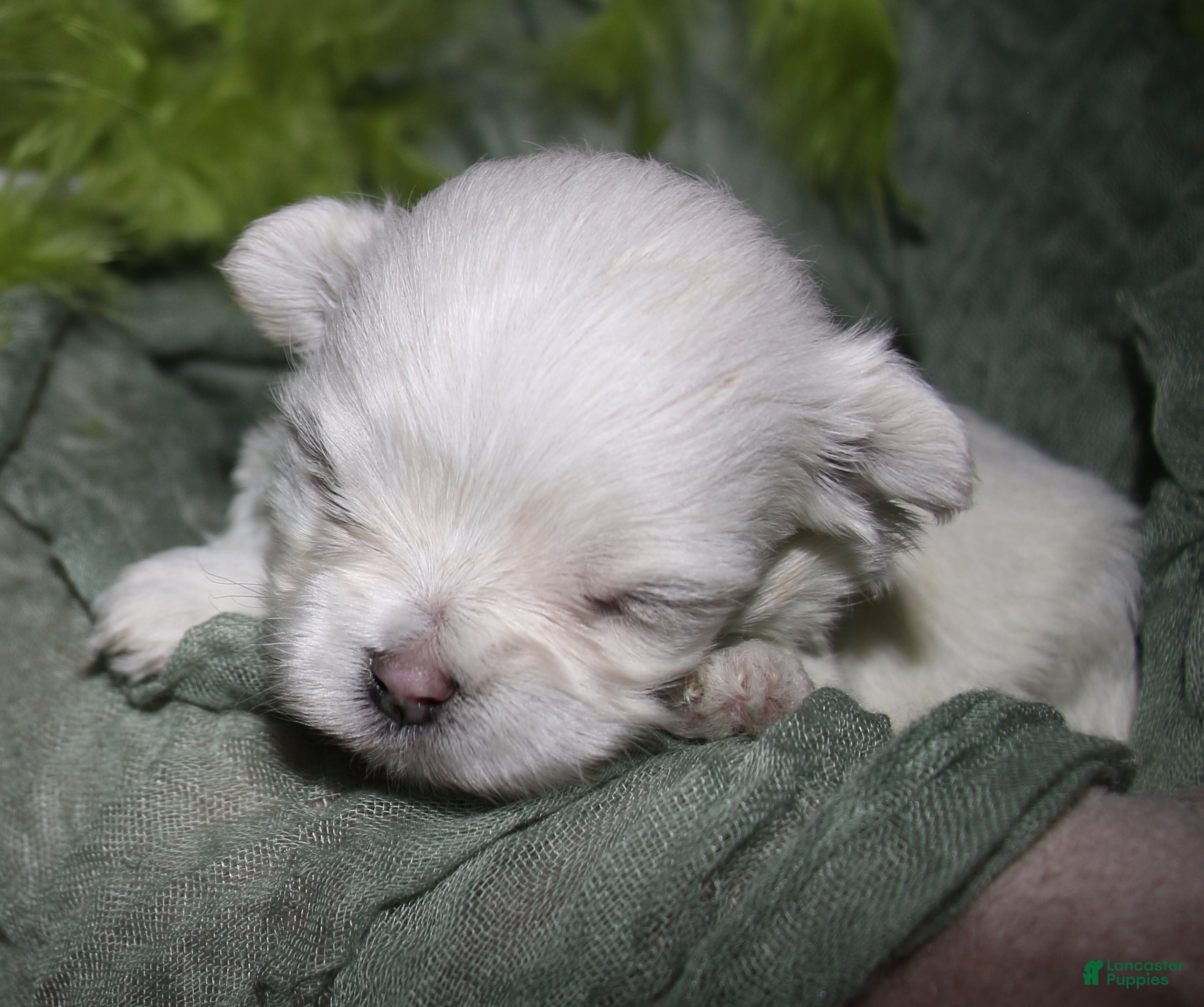Maltese dogs for sale: Dakota - Ad 8