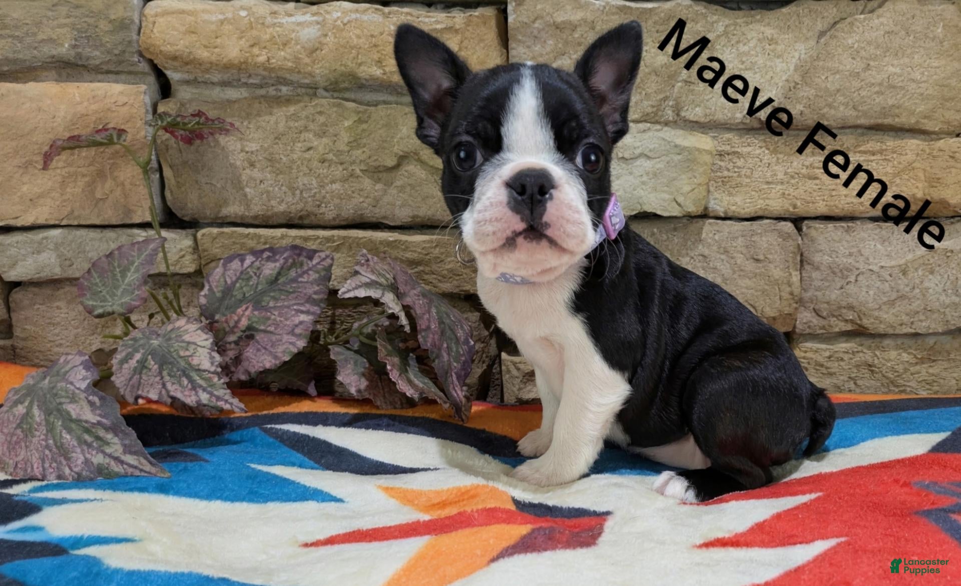 Boston Terrier dogs Maeve - Ad 2
