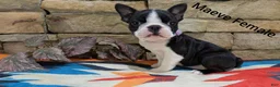 Boston Terrier dogs for sale: Maeve - Ad 2