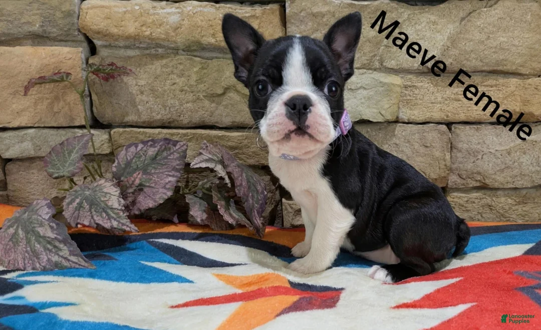 Boston Terrier dogs for sale: Maeve - Ad 2