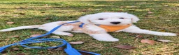Aussiedoodle dogs for sale: Aussiedoodle 1 - Ad 9