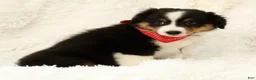 Miniature Australian Shepherd dogs for sale: Carter - Ad 8