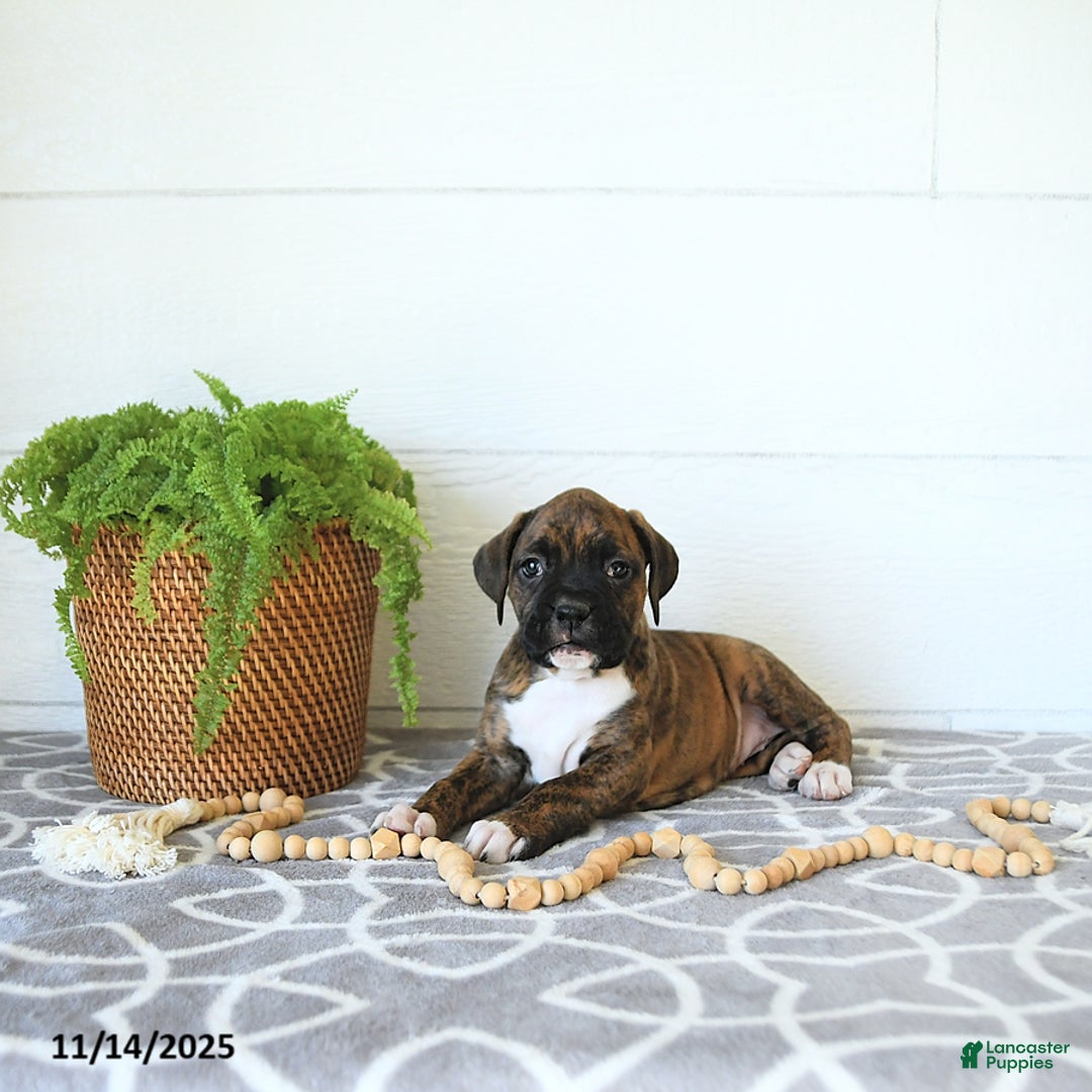 Boxer dogs for sale: Joy - Ad 7