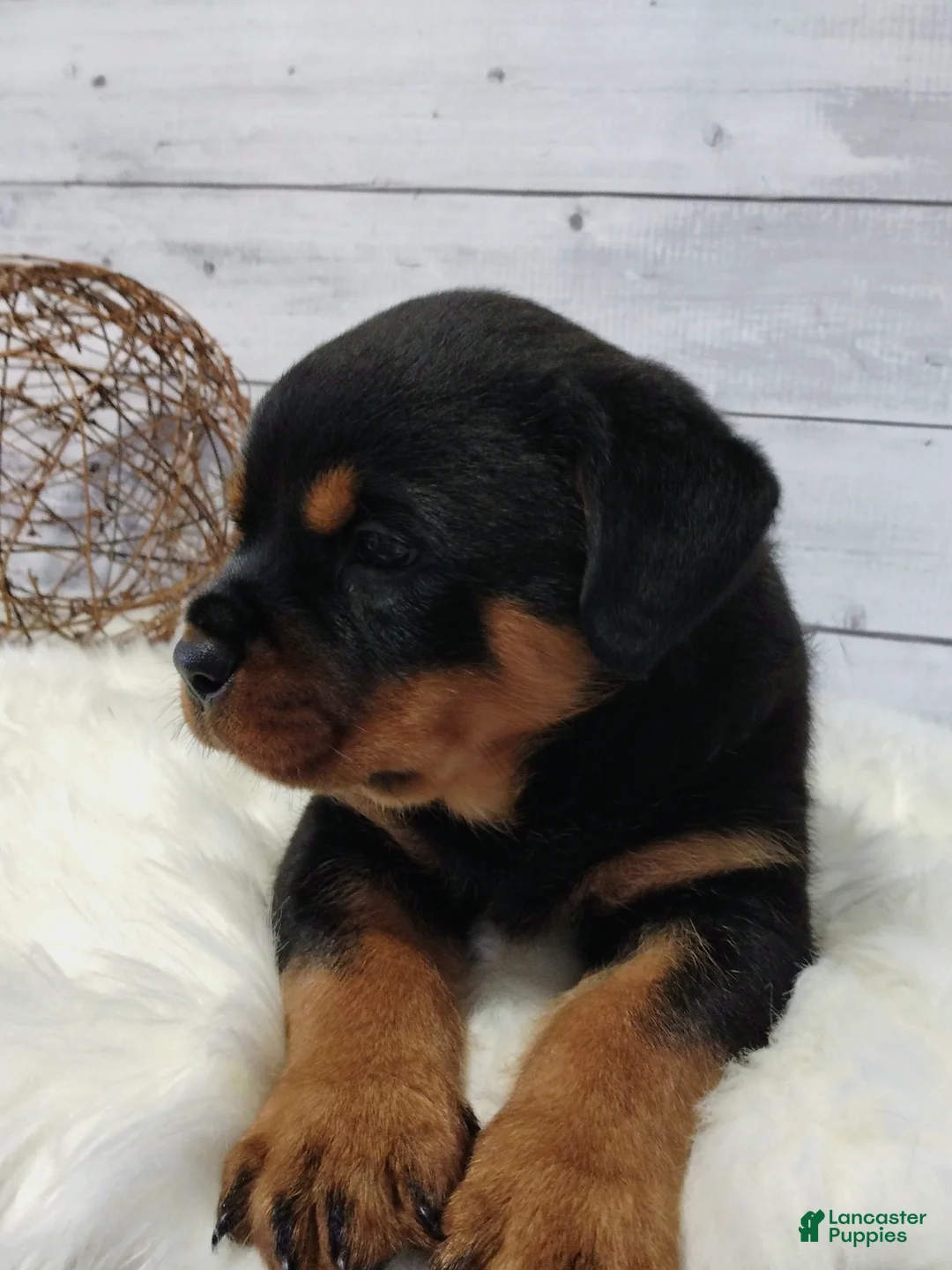 Rottweiler dogs for sale: Terex - Ad 1