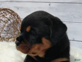 Rottweiler dogs Terex - Ad 40