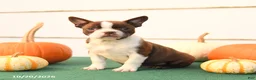 Boston Terrier dogs for sale: Ariel - Ad 1