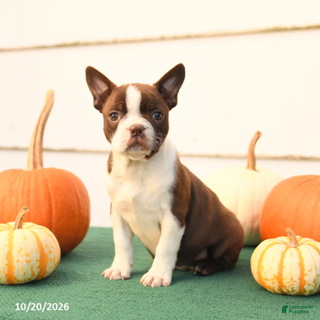 Boston Terrier dogs for sale: Ariel - Ad 1