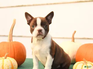 Boston Terrier dogs Ariel - Ad 1