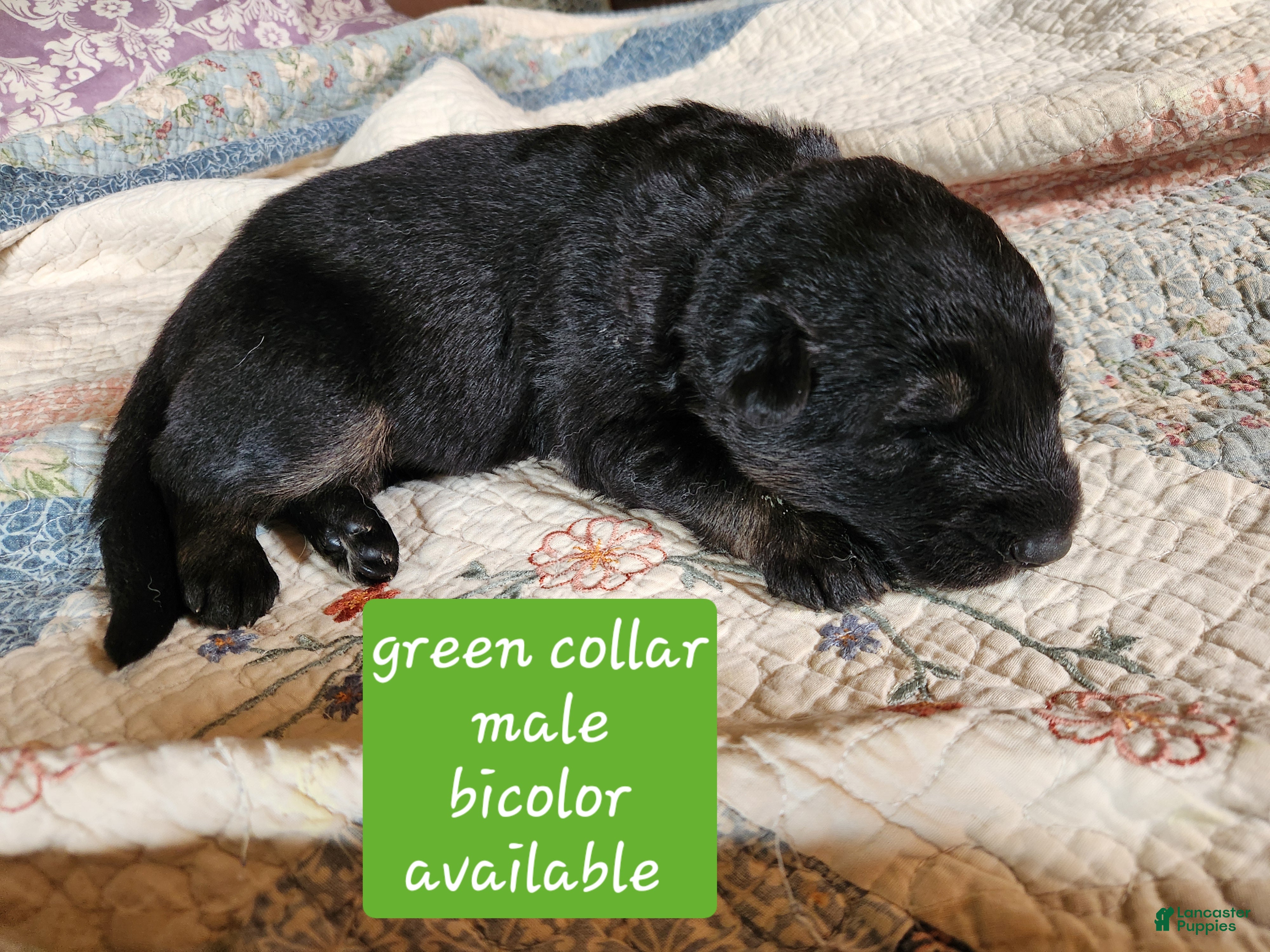 German Shepherd dogs Green collar - Ad 2