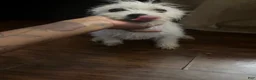Mixed Breed dogs for sale: Mixed Breed 1 - Ad 4