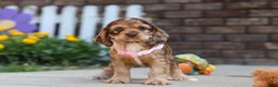 Cocker Spaniel dogs for sale: Lily - Ad 5