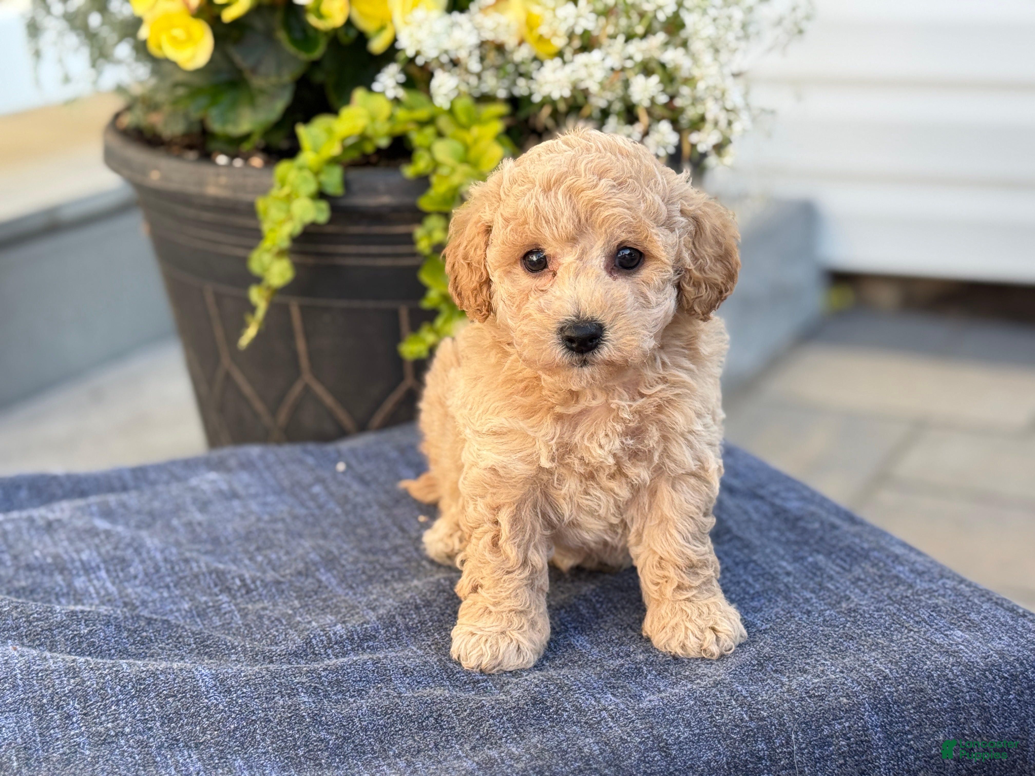 Bichpoo dogs for sale: Finn - Ad 3