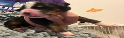 Bernese Mountain Dog dogs for sale: Orange  - Ad 3