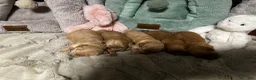 Mixed Breed dogs for sale: sharpa  - Ad 4