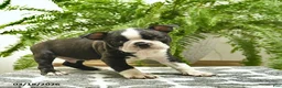 Boston Terrier dogs for sale: Cooper - Ad 4