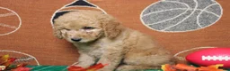 Goldendoodle dogs for sale: Meatball - Ad 10