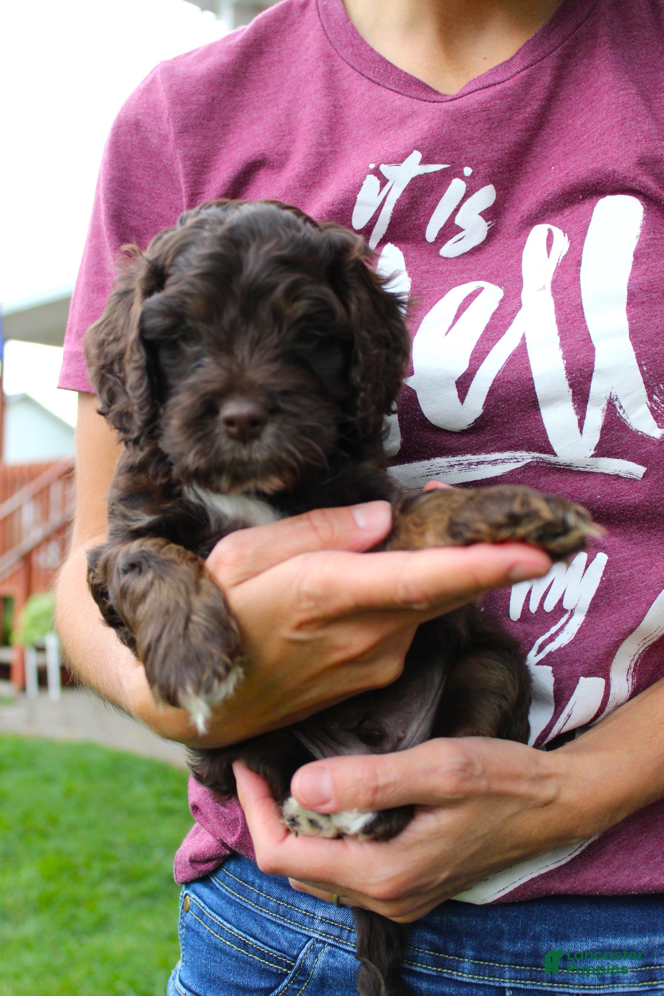 Cockapoo dogs Oliver - Ad 2