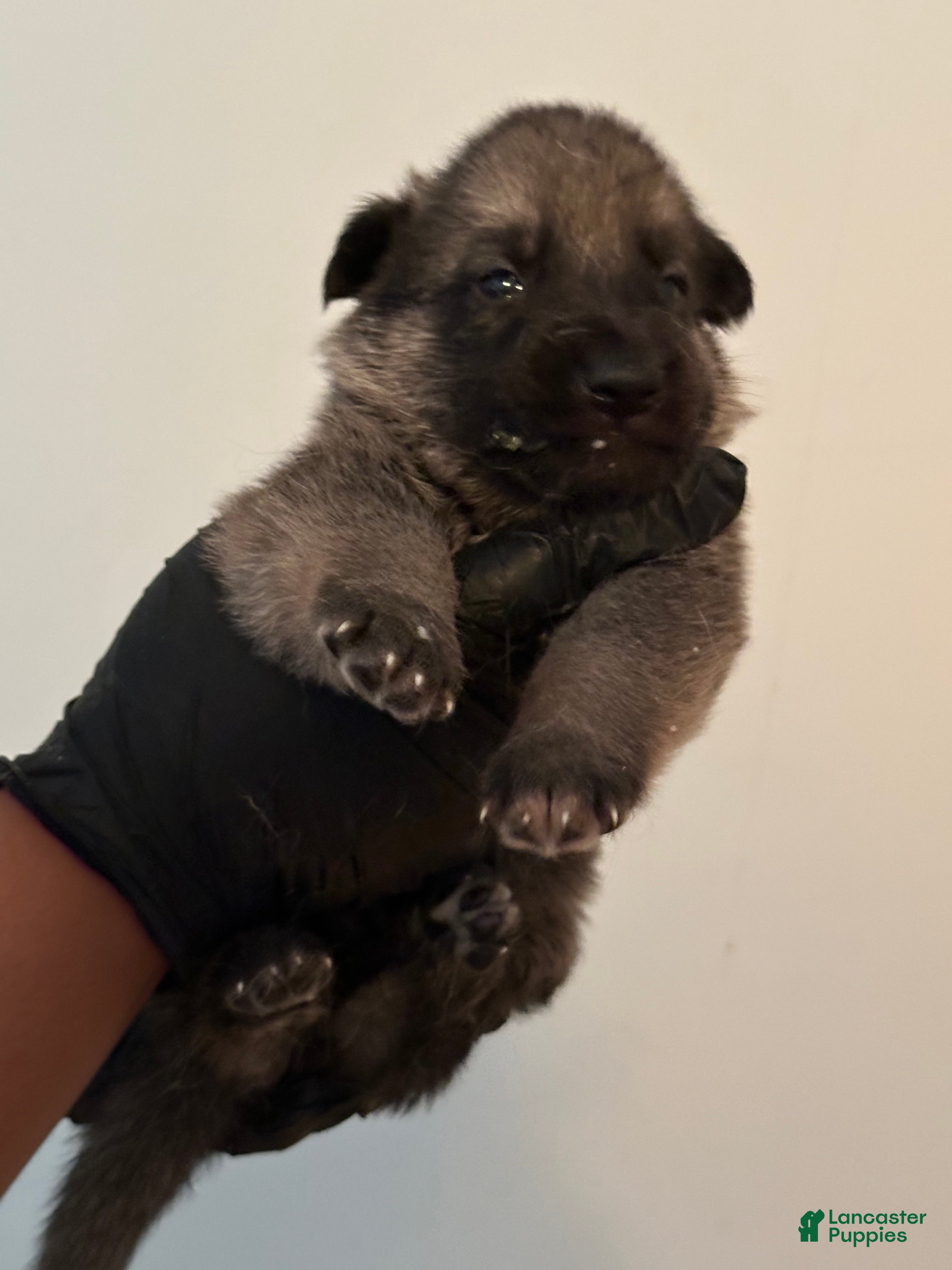 German Shepherd dogs German Shepherd 1 - Ad 2