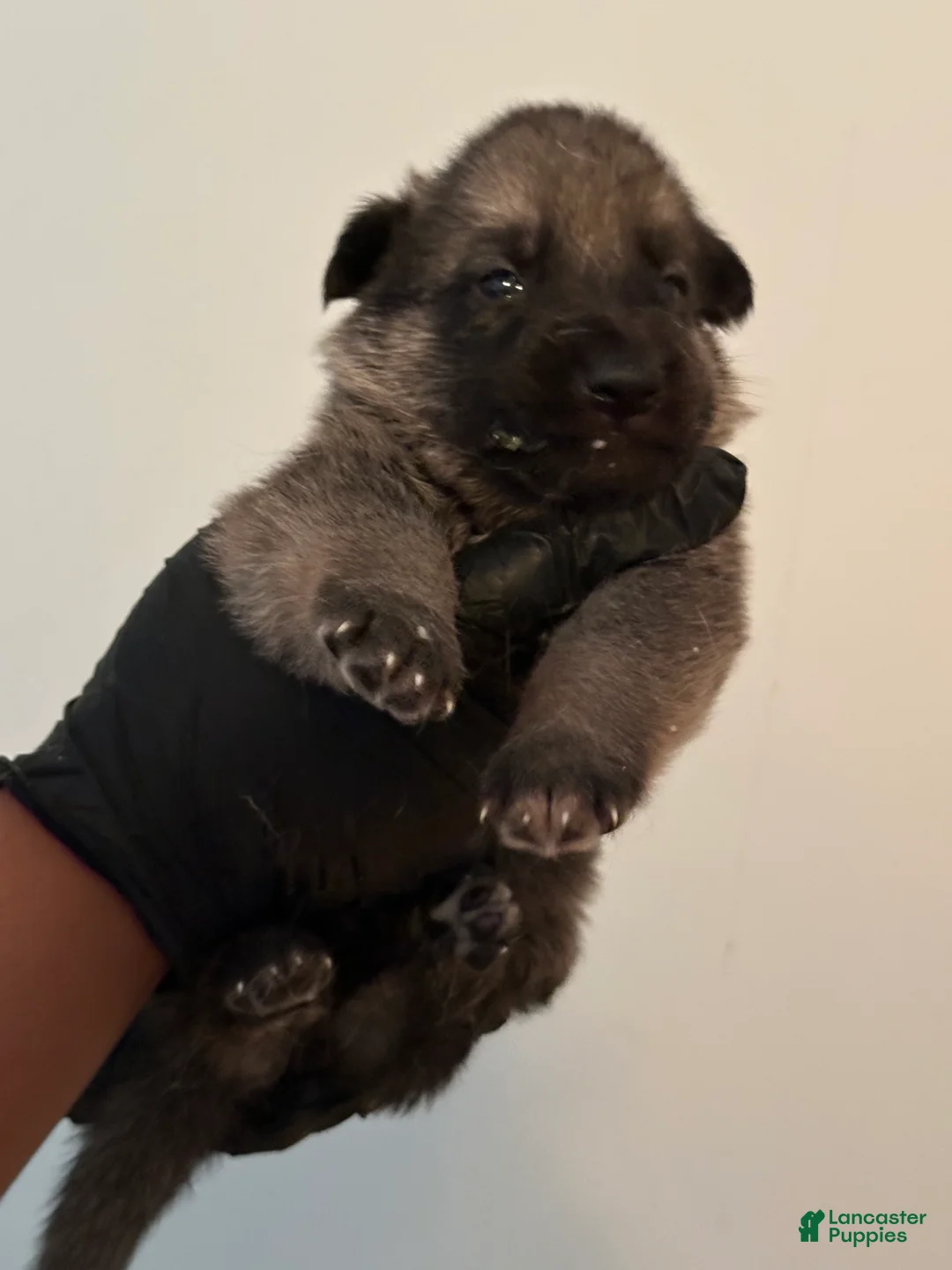 German Shepherd dogs for sale: German Shepherd 1 - Ad 2